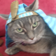 Image for article titled Caturday Night Special: Reader Kitties Are Surly & Sweet